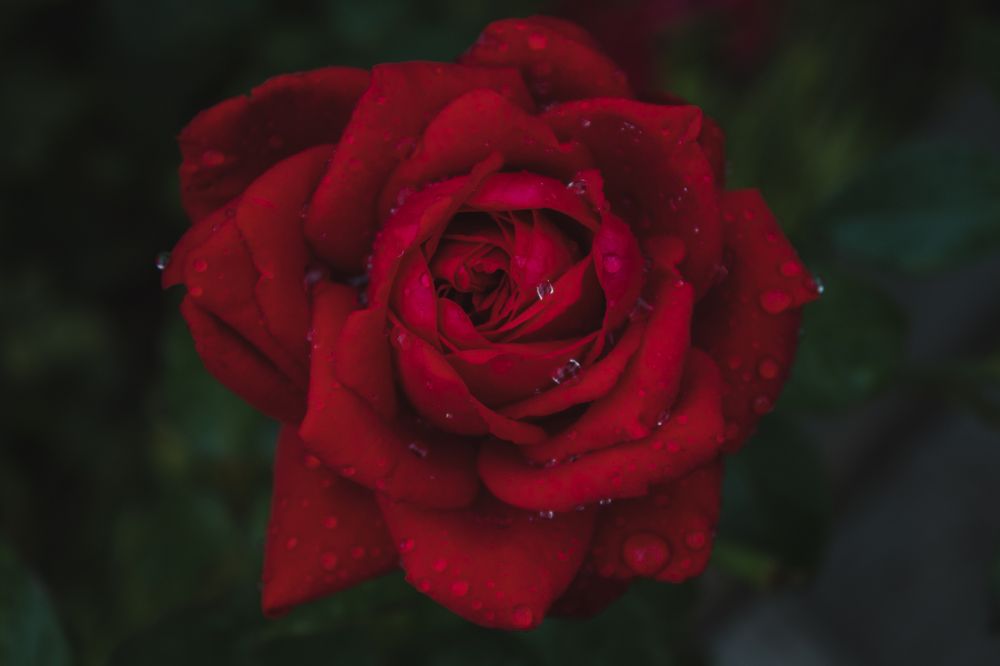 Photograph by Кормашова Татьяна