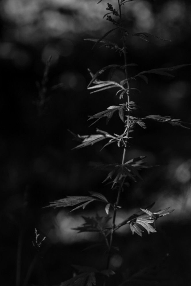 Photograph by Дарья Макаревич