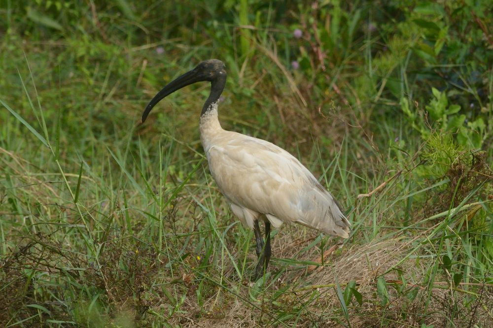 Photograph by Sudhakaran Kookiri