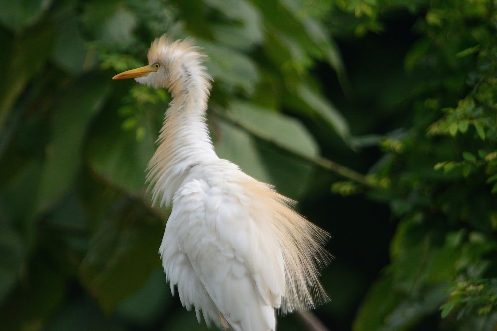 Photograph by Sudhakaran Kookiri