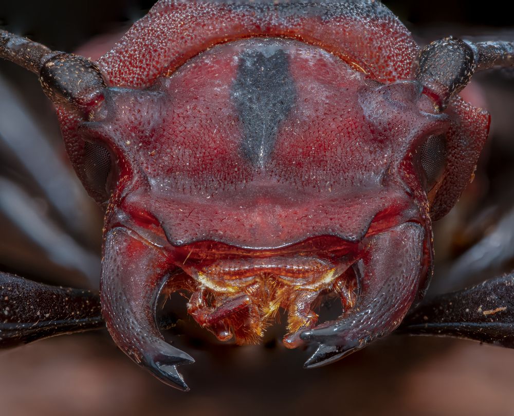 Photograph by Celis Norman