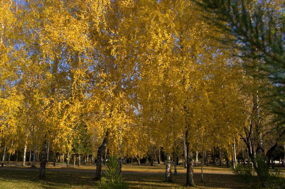 Trunks of birch trees in autumn park