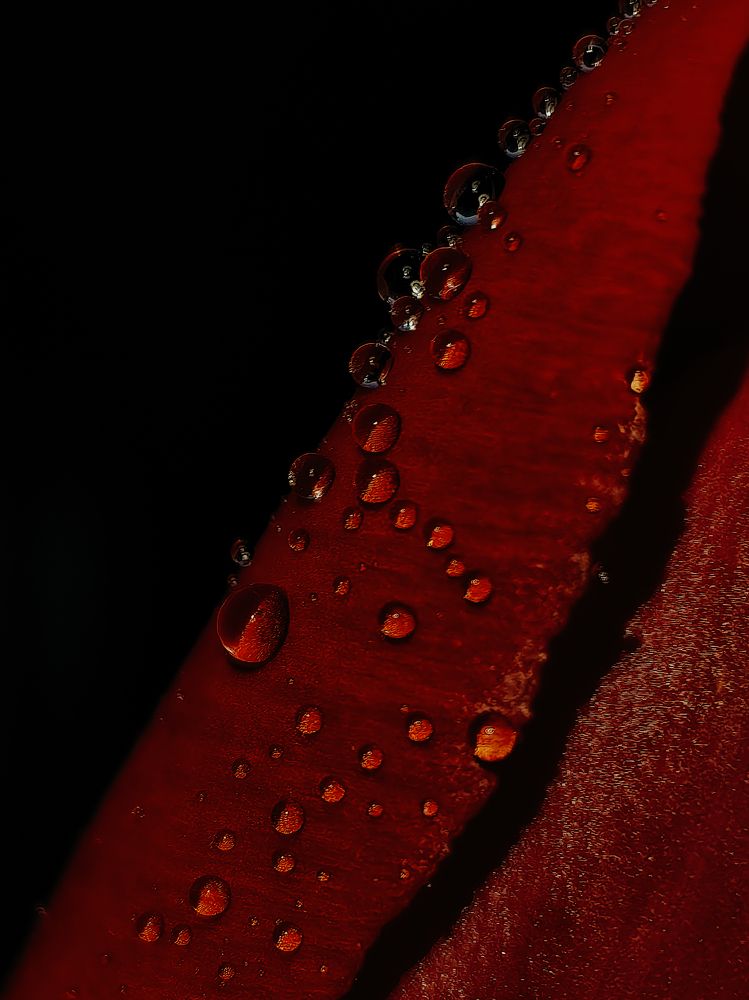 Photograph by Yuliya Karpova