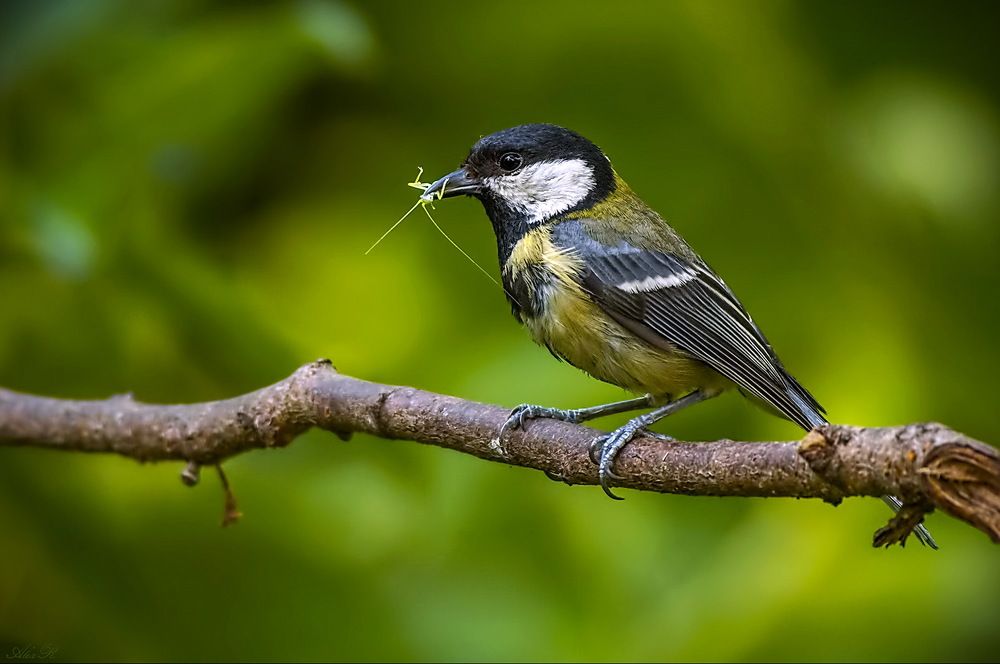 Фотография автора Razgulyaev Aleksandr