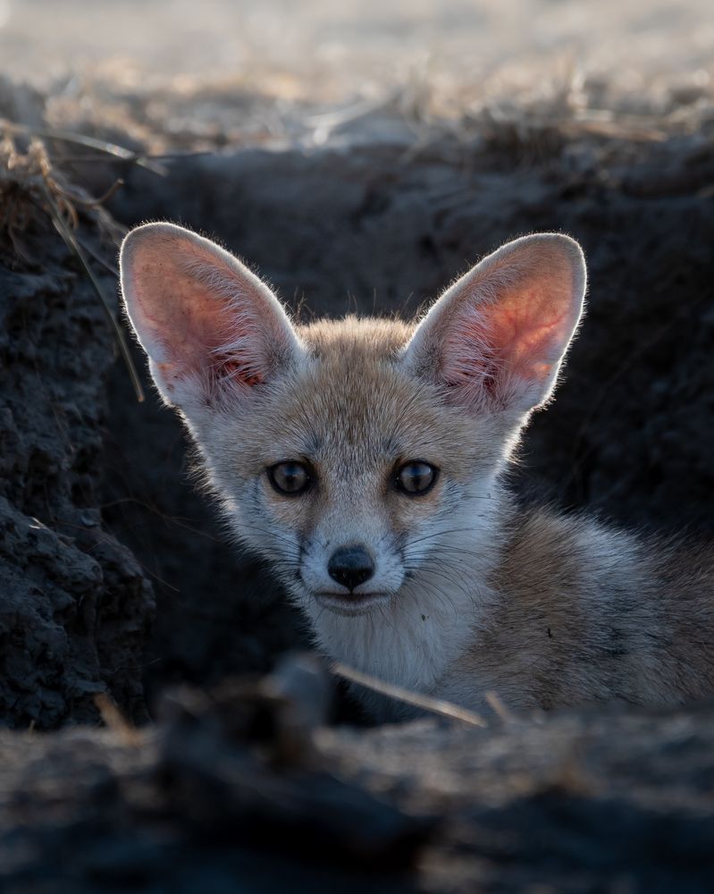 Фотография автора HITESH PATEL