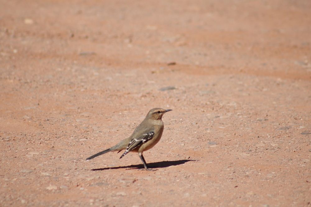 Photograph by Gonzalo Jorge Eduardo MARÓN