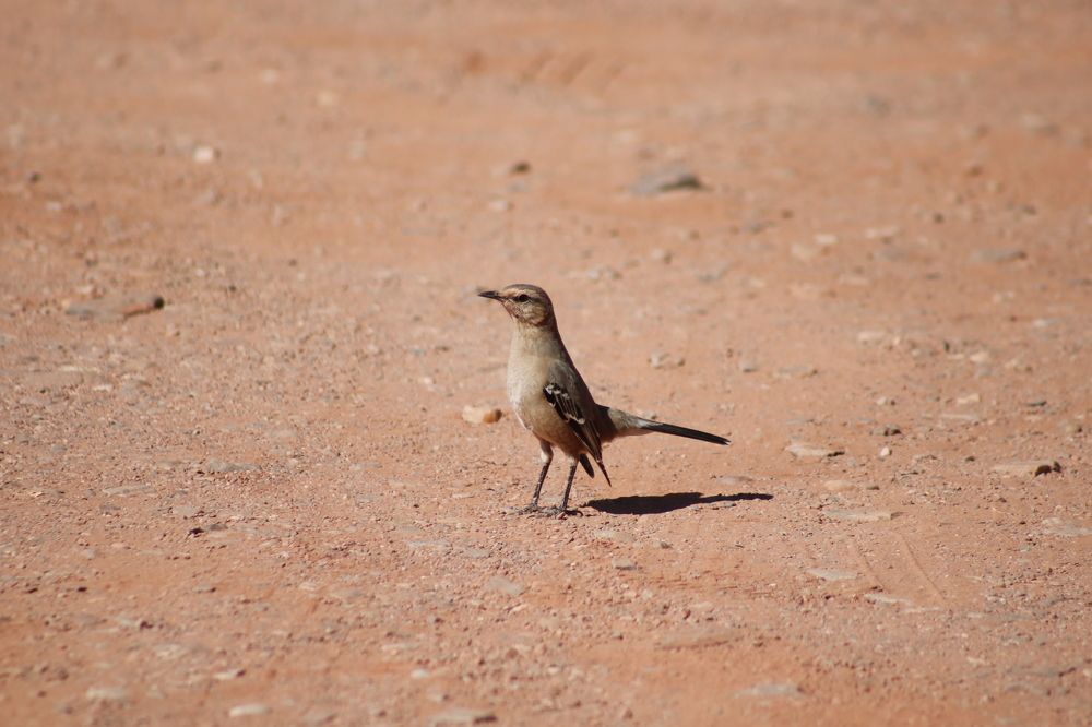 Photograph by Gonzalo Jorge Eduardo MARÓN