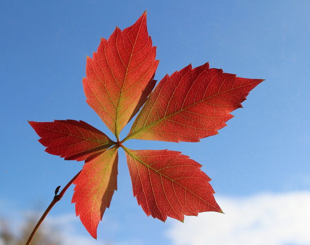 Photograph by Сироткина Нина