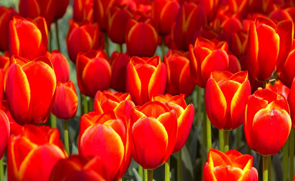 Photograph by Алексей Хазов