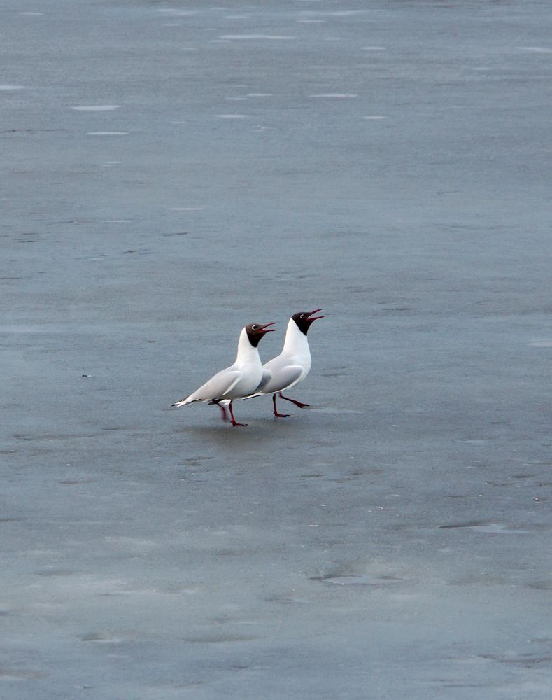 Photograph by Nadezda Sarap