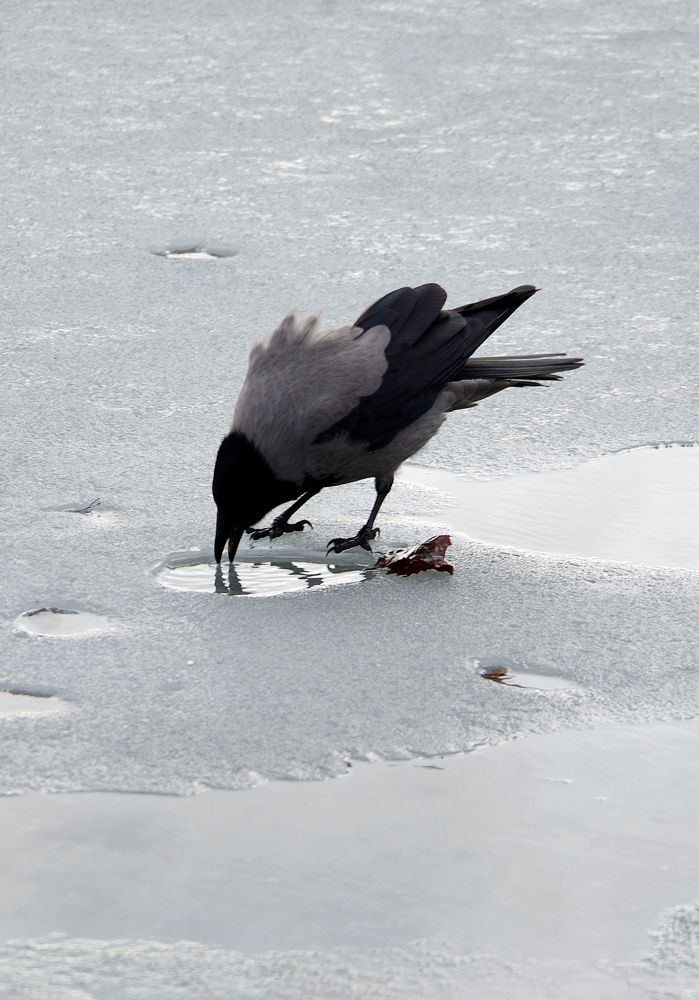 Photograph by Nadezda Sarap