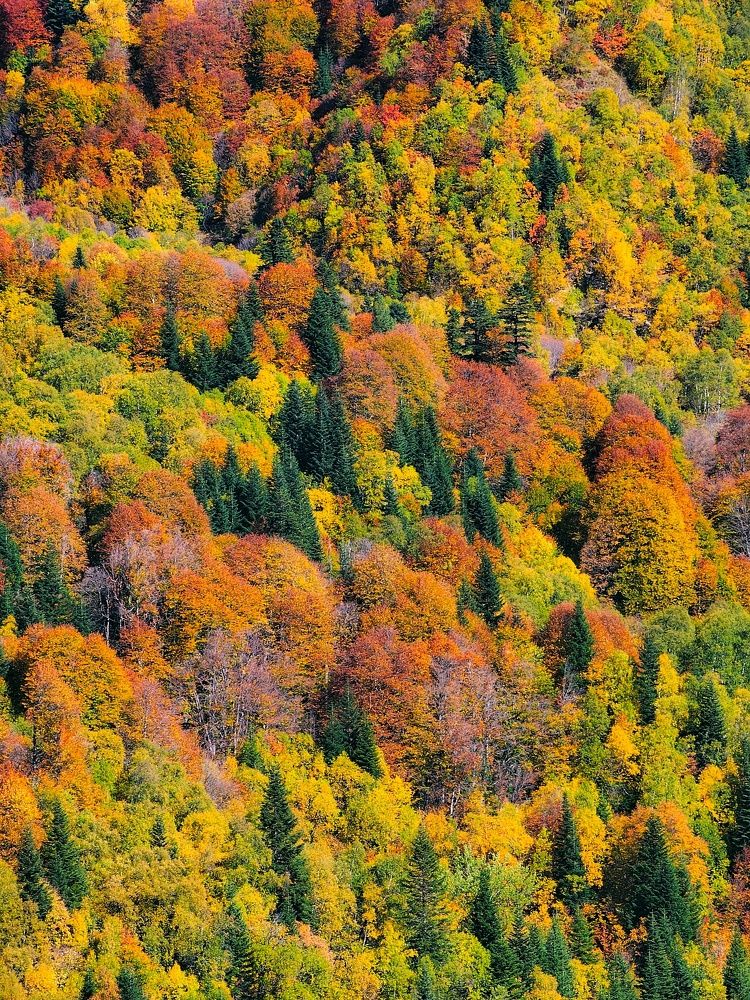 Осень -Нельзя быть красивой такой!