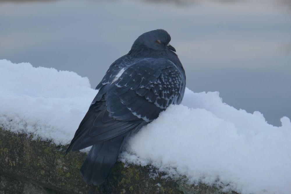 Photograph by Антон