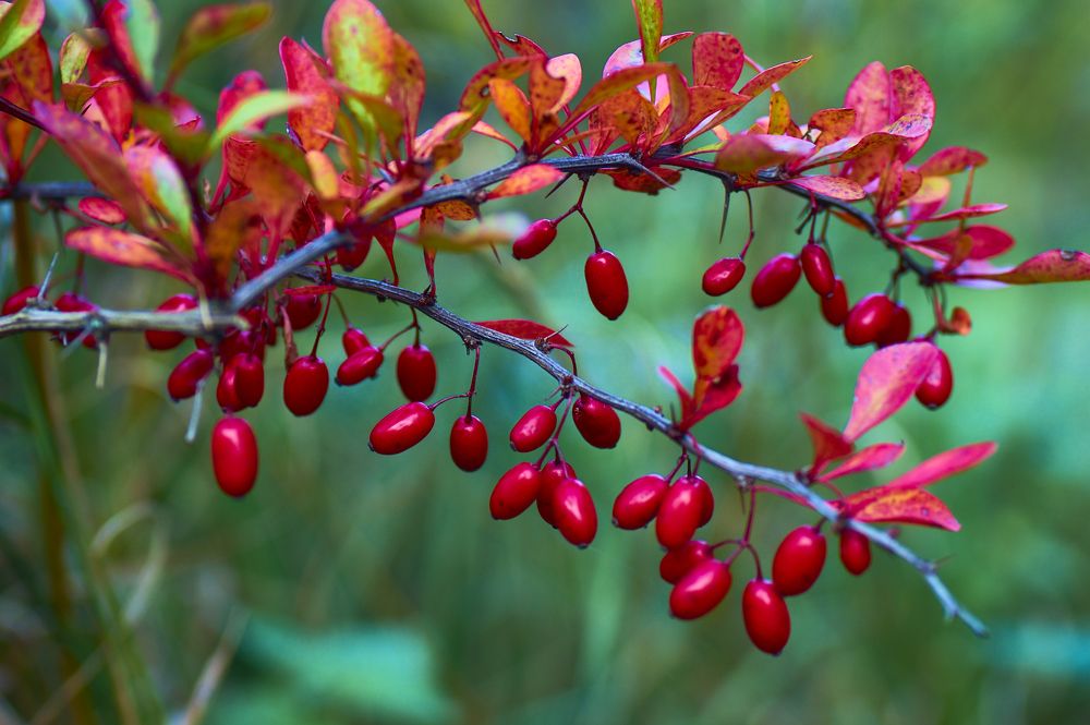 Photograph by Marina Mossiy