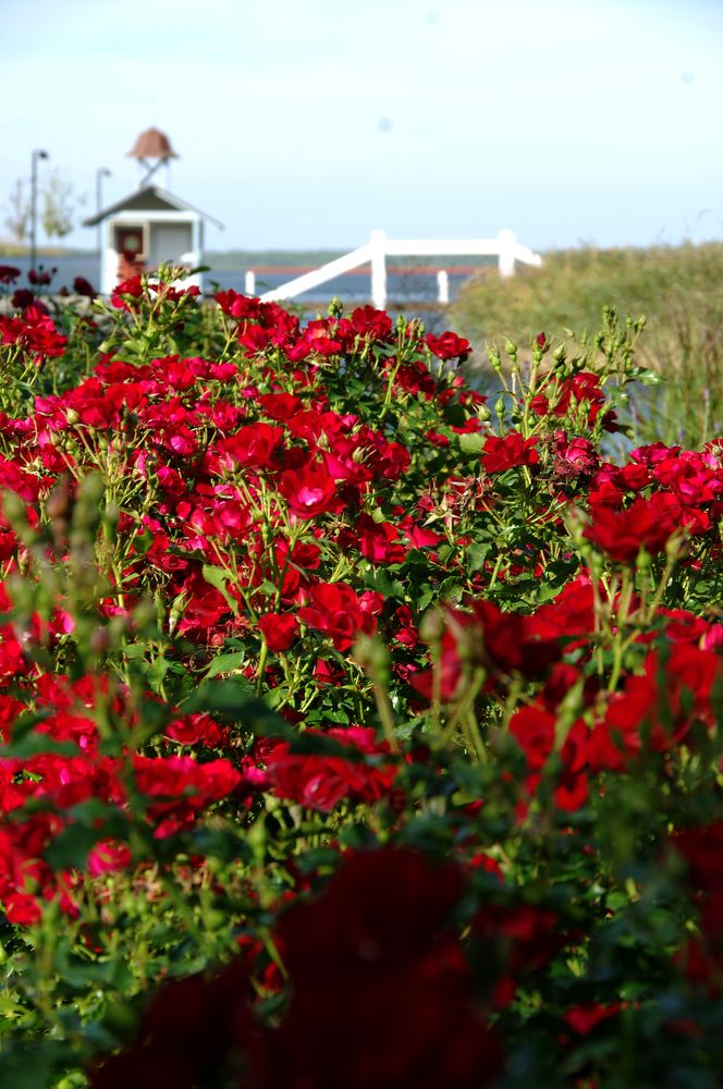 Photograph by Nadezda Sarap