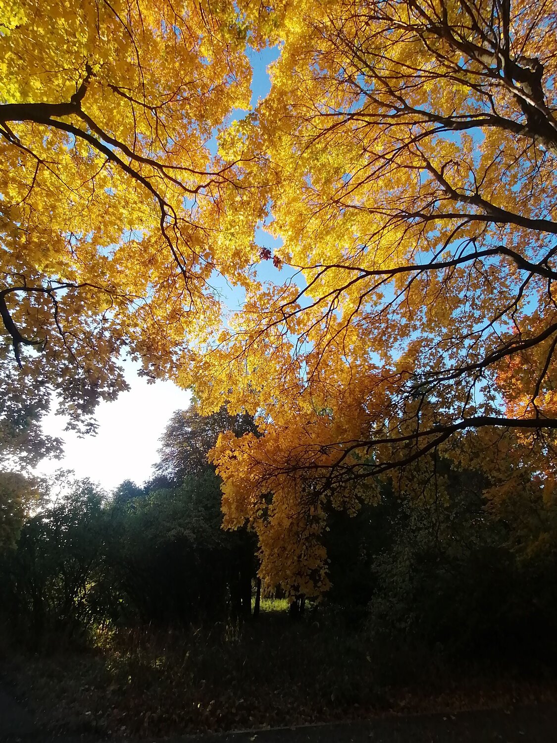 Photo #11186609