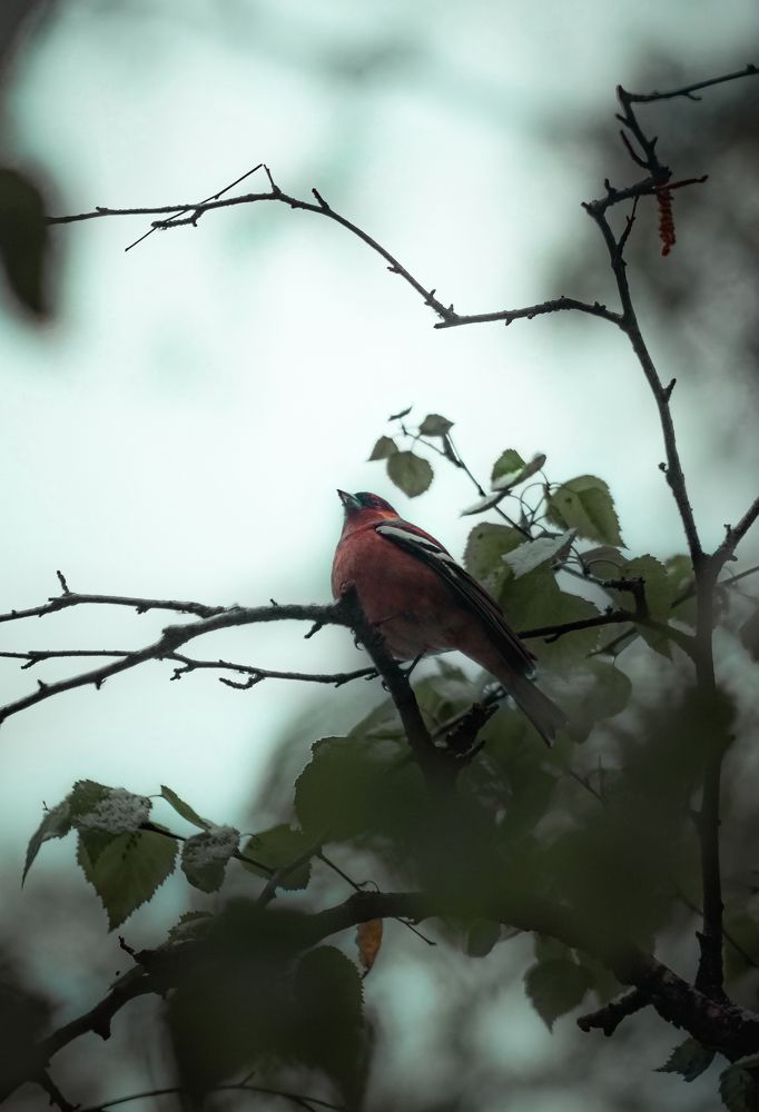 Photograph by Денис Гончаренко