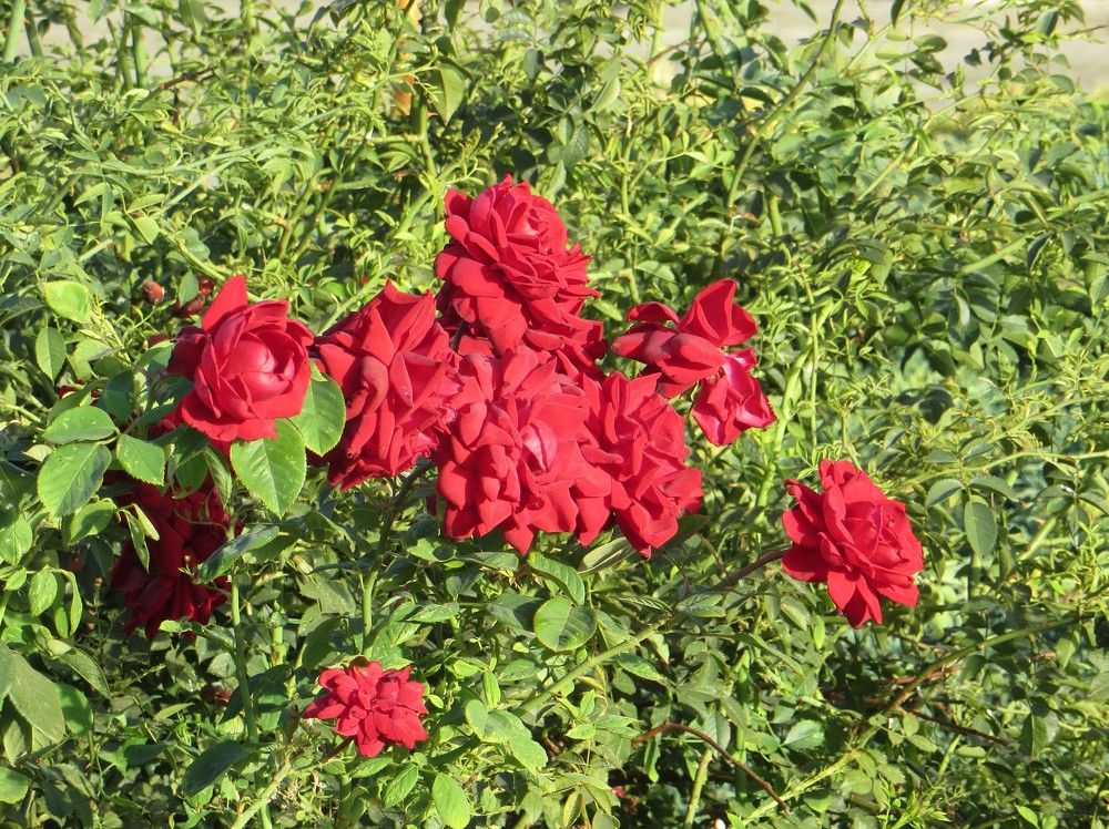 Photograph by Татьяна Поминова