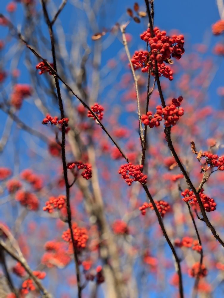 Фотография автора Сергей Шевырин