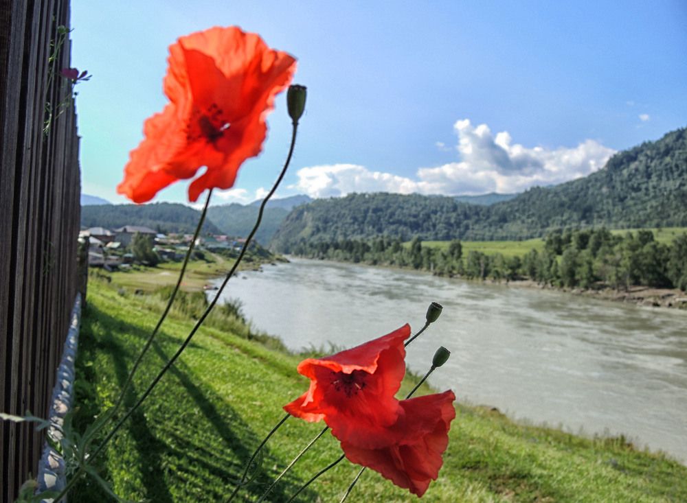 Photograph by София Гавриловна Вотякова