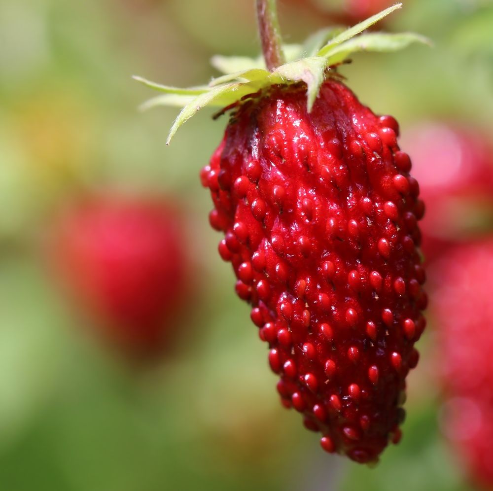 Photograph by Любовь Саханова