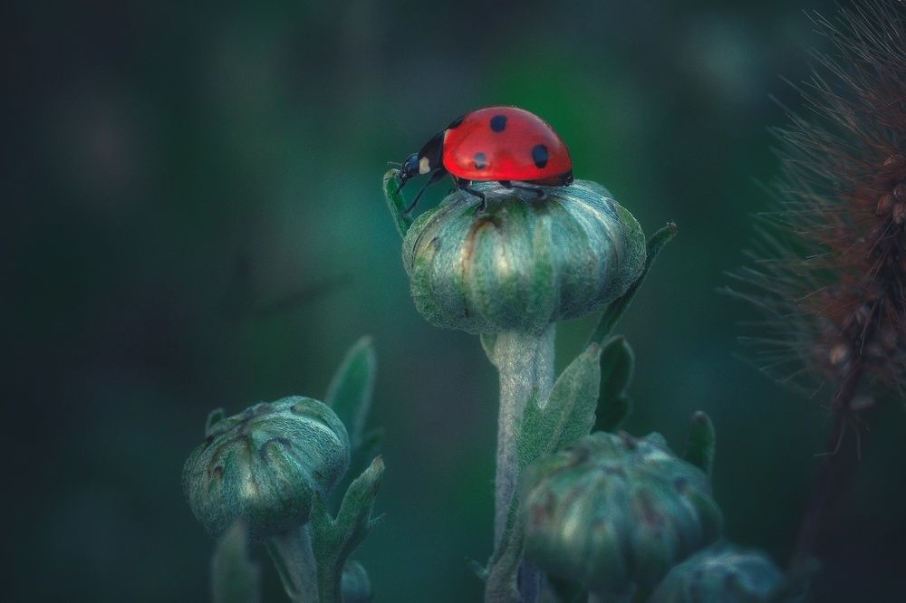 Фотография автора Юлияна Стоянова