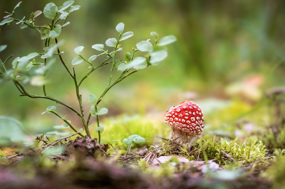 Photograph by Соколова Елена