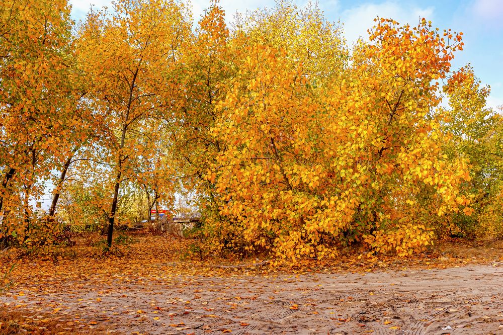 Золото осени..