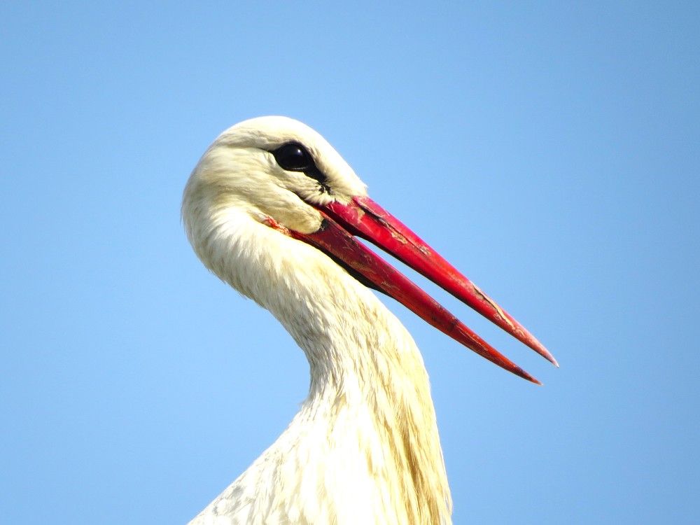 Photograph by Лариса Басова