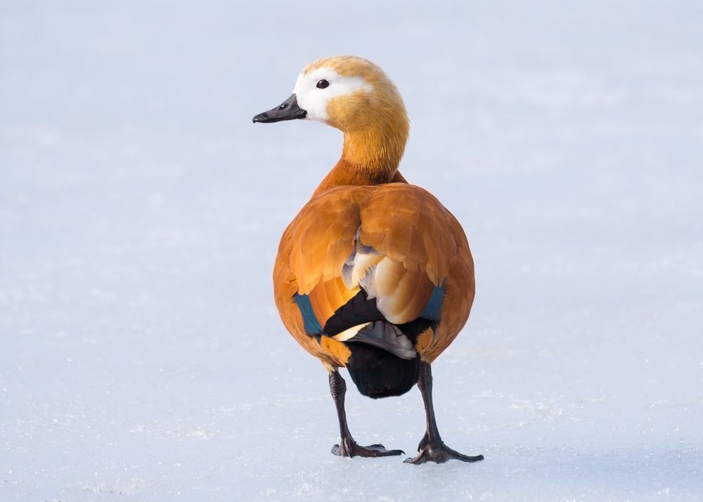 Photograph by Сергей Алексеев