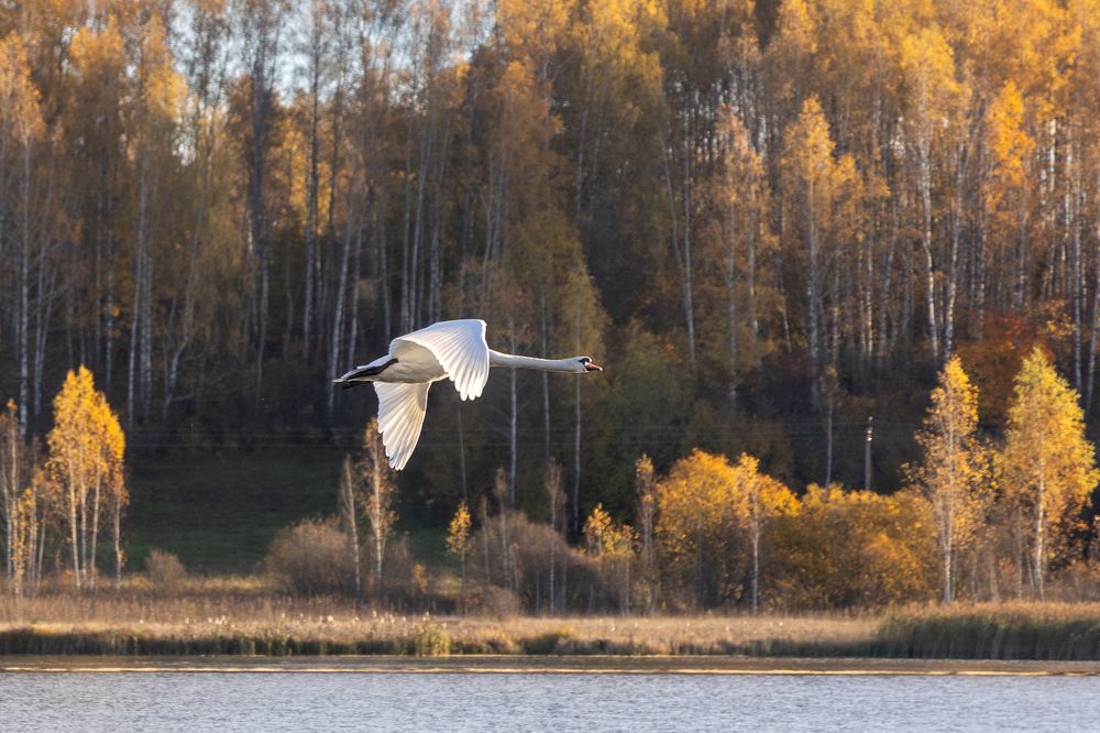 Фотография автора Виктор Громов