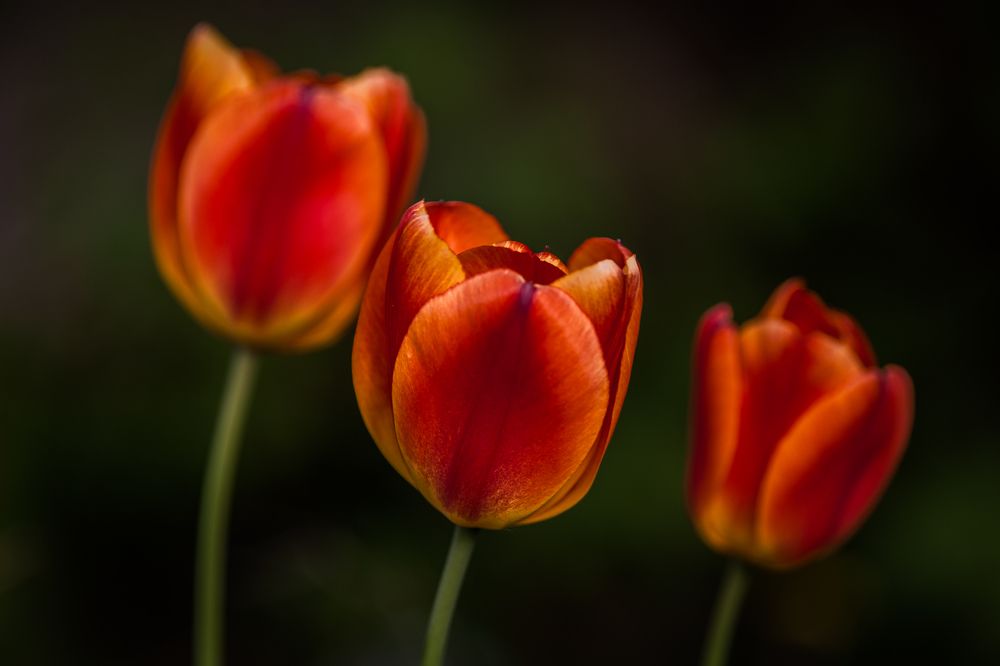 Фотография автора Юрий Кульмяков