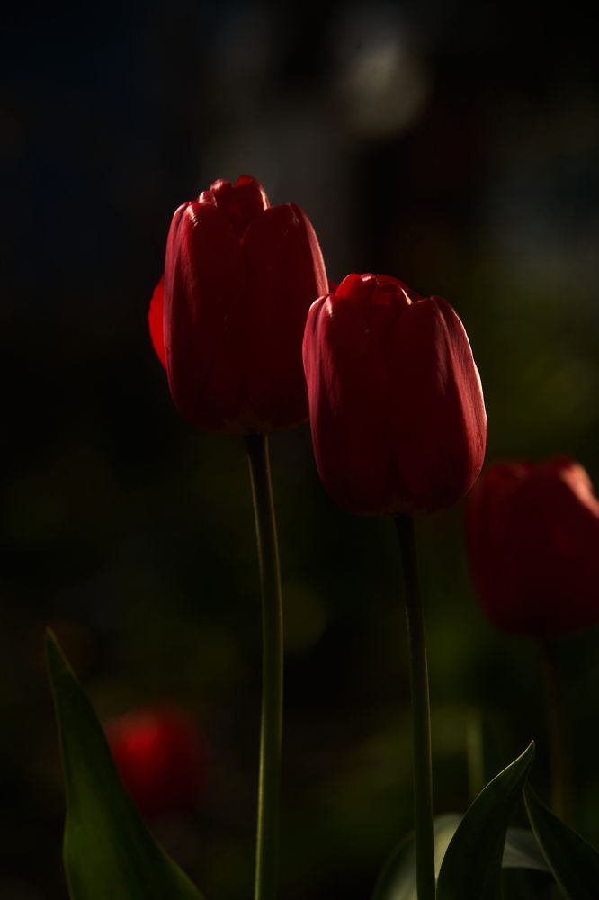 Photograph by Кристина Присакарь