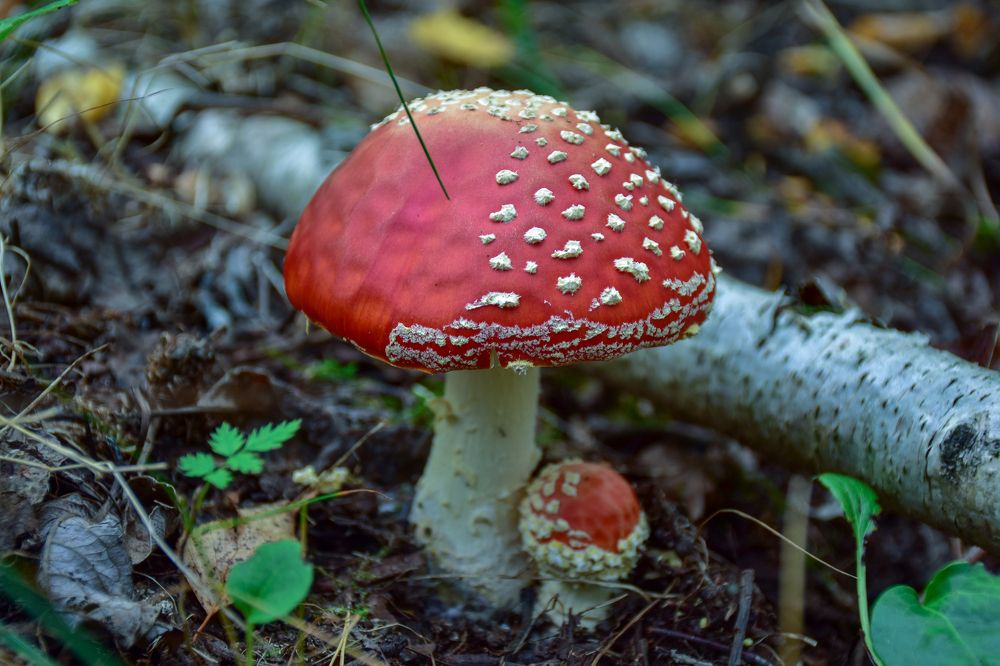 Photograph by Дмитрий Петров