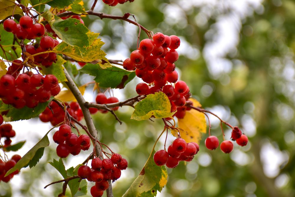 Photograph by Дмитрий Петров