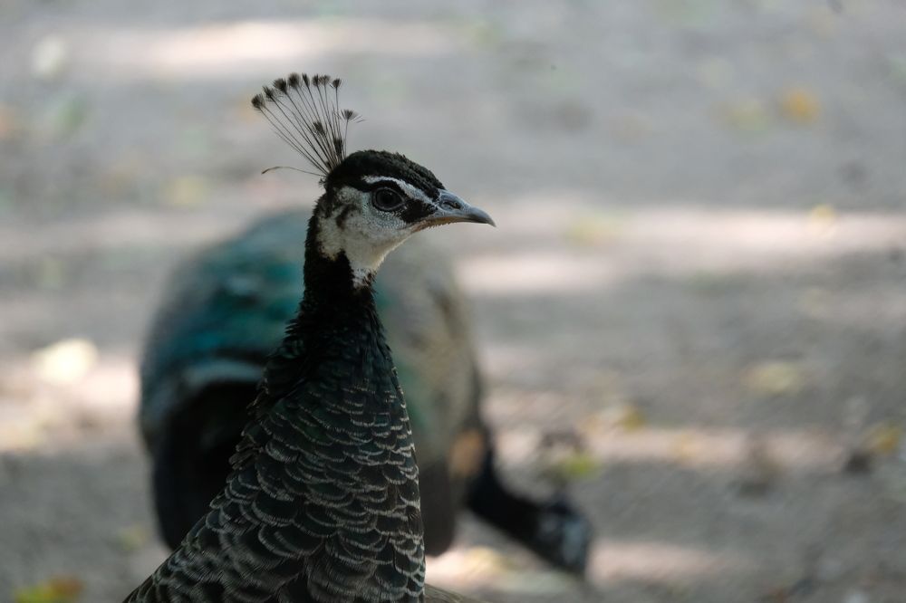 Photograph by Валентина Парфёнова