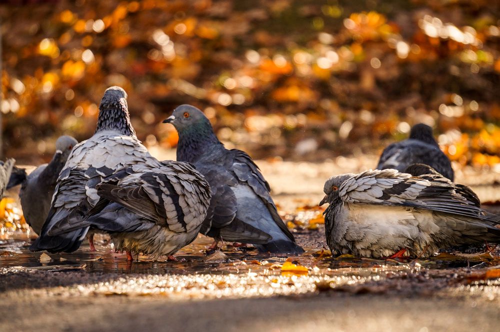 Фотография автора Максим Светличный