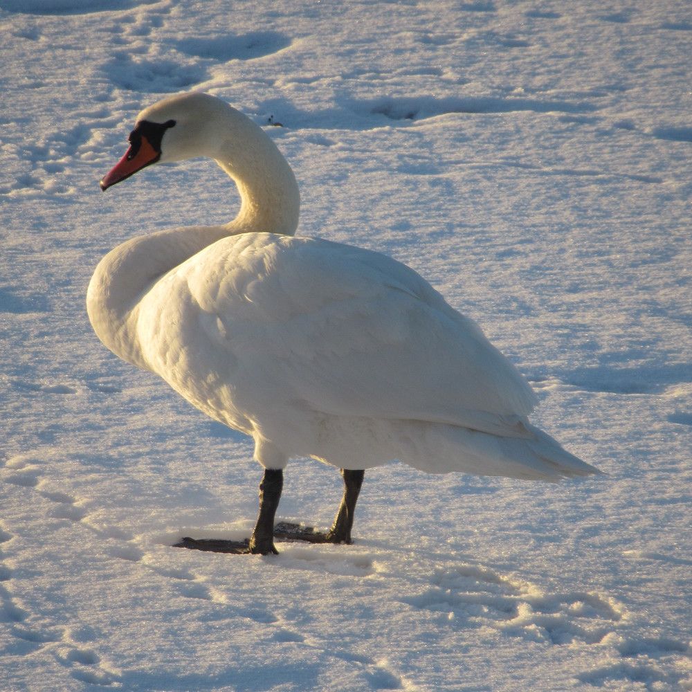 Photograph by Ирина Шведчикова