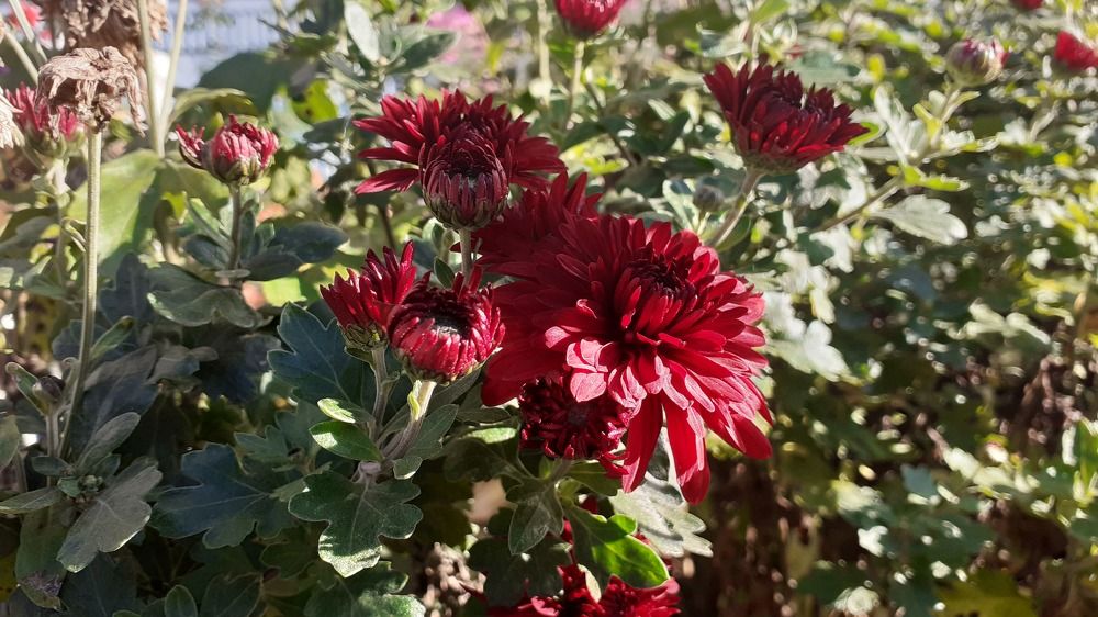 Photograph by Елена Лещева