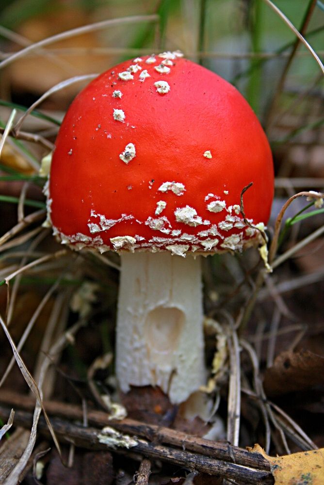 Фотография автора Рожнов Кирилл