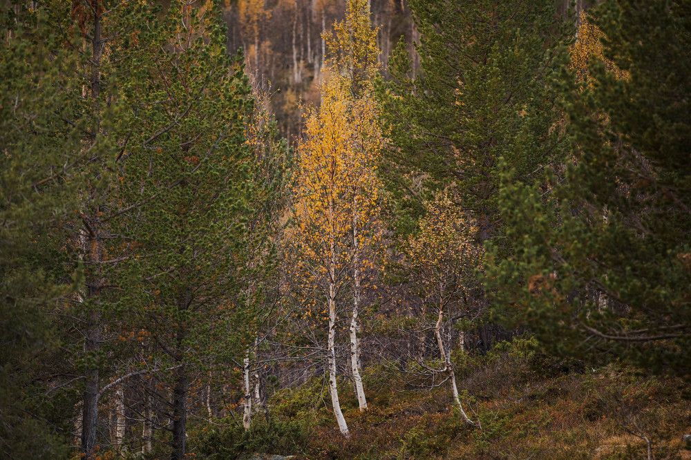 Photograph by Alexandre de Pommereau