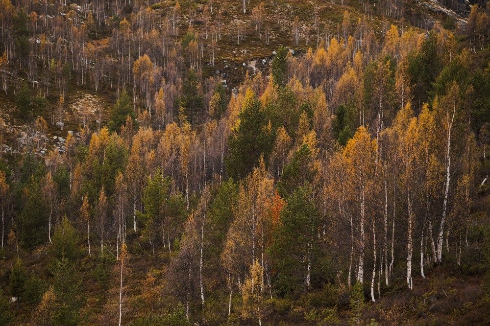 Photograph by Alexandre de Pommereau