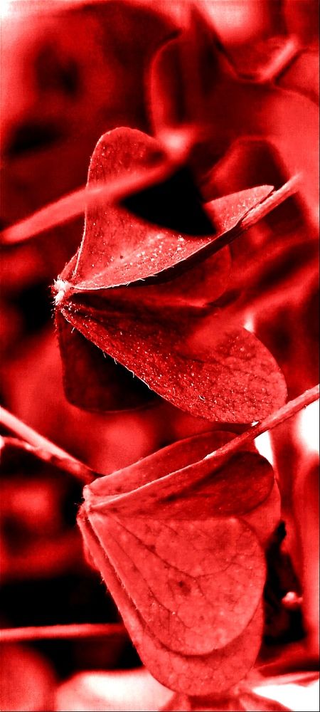 Photograph by Nаtaliia Zolotova