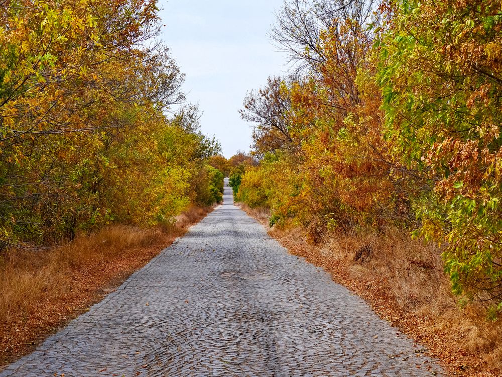 Photograph by Octavian Timosco