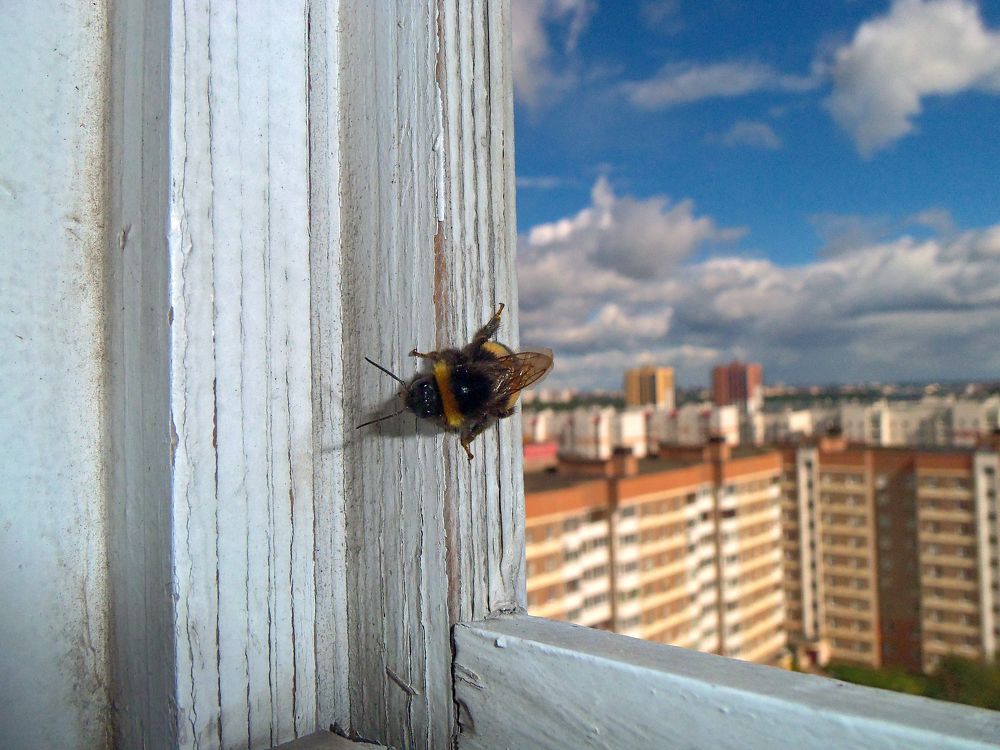 Фотография автора Антип