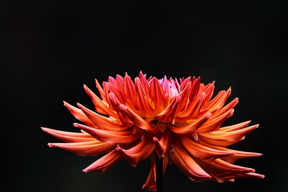 Photograph by jelena konickaja