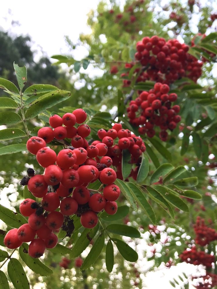 Photograph by Надежда Ткаченко