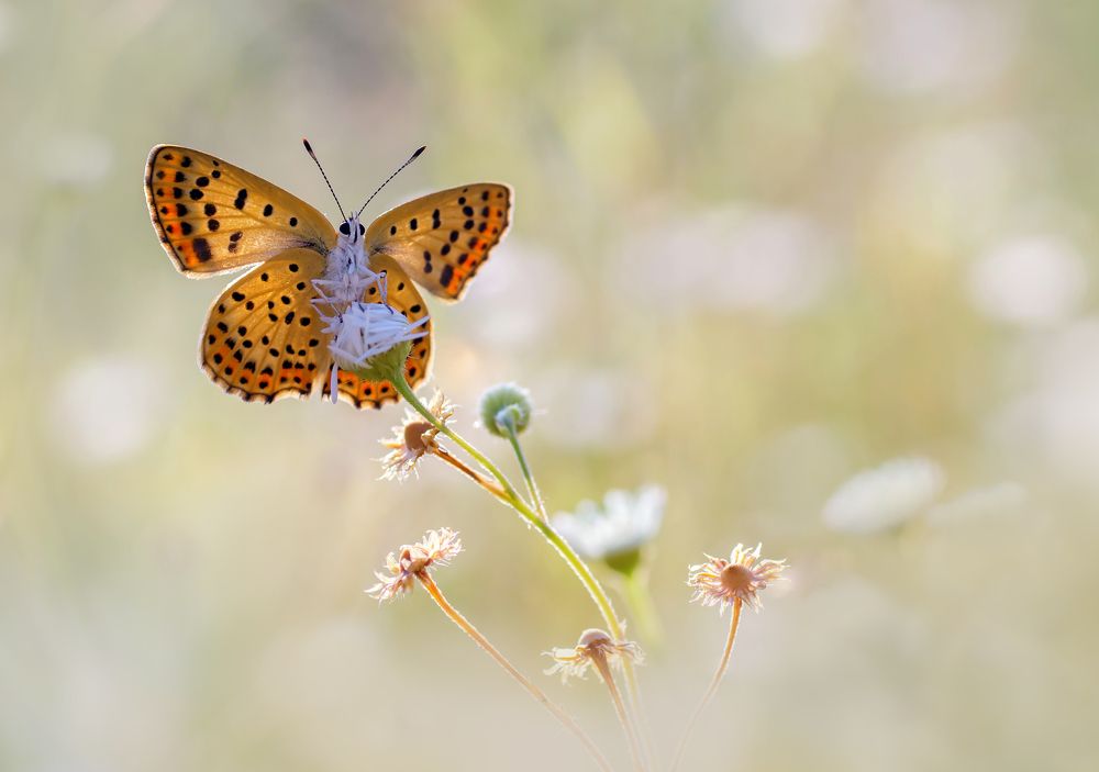 Photograph by Чепленко Алексей