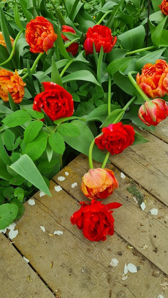 Photograph by Анастасия Свиридова