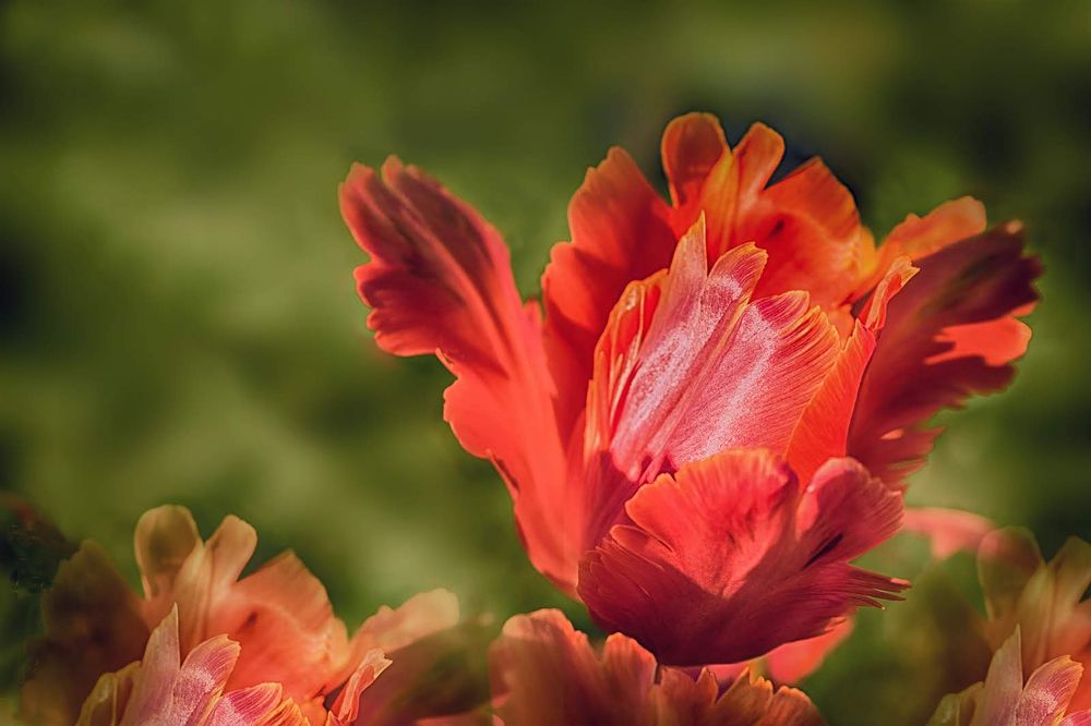 Photograph by Лидия